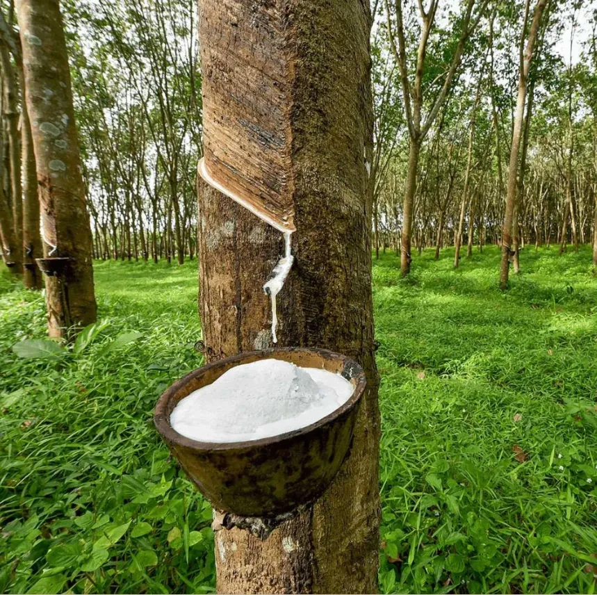 Giá cao su Nhật Bản đi ngang khi đồng Yên mạnh và giá dầu giảm bù trừ các tín hiệu xuất khẩu